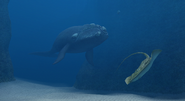 The resident North Atlantic right whale swimming down Wild Channel.