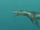 Kronosaurus