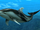 Pacific White-Sided Dolphin Partner