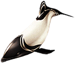 Commerson's dolphin png