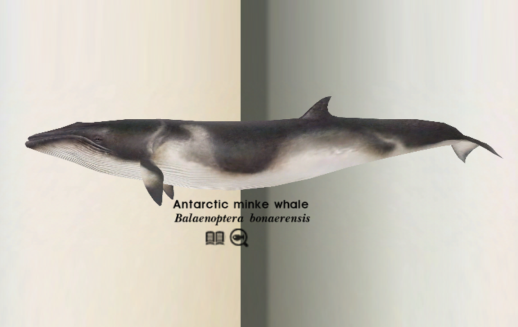 Antarctic Minke Whale Endless Ocean Wiki Fandom