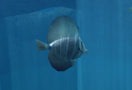 Sailfin Tang (EO1) 1