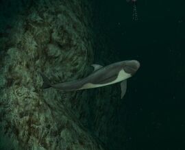 Risso dolphin