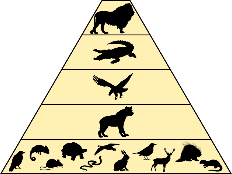Food Chain | Endure ORG Wiki | Fandom Food Chain | Endure ORG Wiki | Fandom