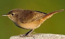 Troglodyte mignon (Troglodytes troglodytes)