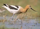 Avocette d'Amérique