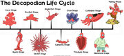 DecapodianLifeCycle