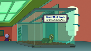 Desert Muck Leech