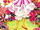 Peppermint Rose (1993)