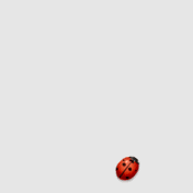 Ladybird.gif