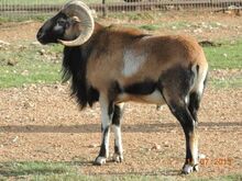 1 Blackbelly Sheep