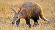 22 Aardvark