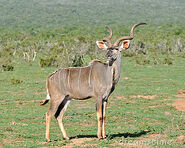 7 Bighorn Antelope