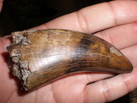 Tyrannosaurus tooth