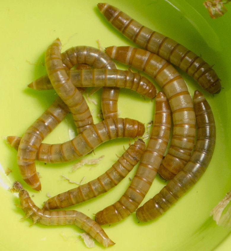 Commonly referred as mealworms, yellow mealworms, mealworm beetles, darklin...