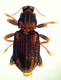 Stenelmis crenata