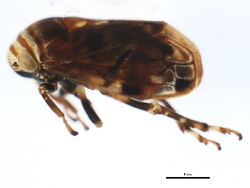 Clastoptera obtusa