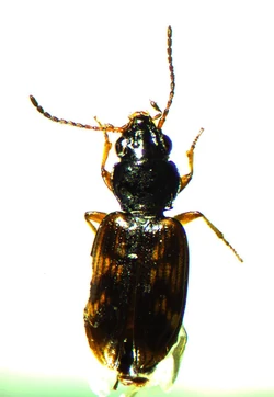 Bembidion Arthropédie Fandom