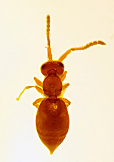 Megaspilidae Arthropédie Fandom