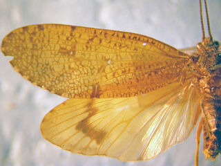 Ptilostomis wings