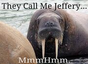 Jeffrey the Walrus