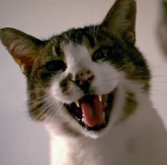 SoftKittyWarmKitty.png (236 KB) The ERB announcer in the form of a kitten