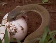 Snake Announcer.png (276 KB) The ERB announcer in the form of a snake