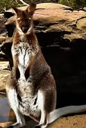 A wallaby in the billabong