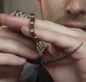 Goldie (snake)