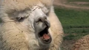 Im an alpaca.png (258 KB) The ERB announcer in the form of an alpaca