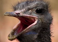 Osrich announcer.png (363 KB) The ERB announcer in the form of an ostrich