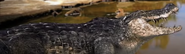 Crocodile Cameo.png (663 KB) A crocodile in the billabong