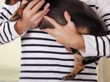 Bob (dog)