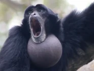 00.png (147 KB) The ERB announcer in the form of a siamang gibbon