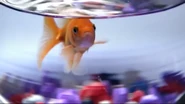 Announcer as goldfish.png (1.02 MB) The ERB announcer in the form of a goldfish