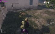 Tamed Buddy.jpg