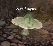 Cave fungus