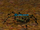 A ruin crawler