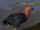 Svarni Expanse: Word of Wrede