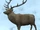 A northern stag