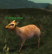 A fledgling antelope