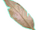 Arctic hawk feather