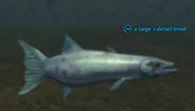 A large valetail trout