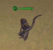 A monkey