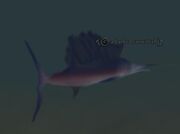 A barbed swordfish