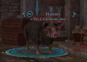 Hammy (Adv solo)