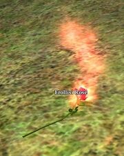 Fresh-cut rose ground.jpg