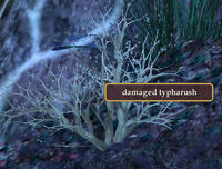 Damaged-typarush