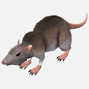 カテゴリ ネズミ モンスター エバークエスト2 Wiki Fandom カテゴリ ネズミ モンスター エバークエスト2 Wiki Fandom
