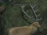 A timber stag